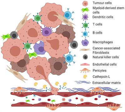 Status and Future Directions of Anti-metastatic Cancer Nanomedicines for the Inhibition of Cathepsin L